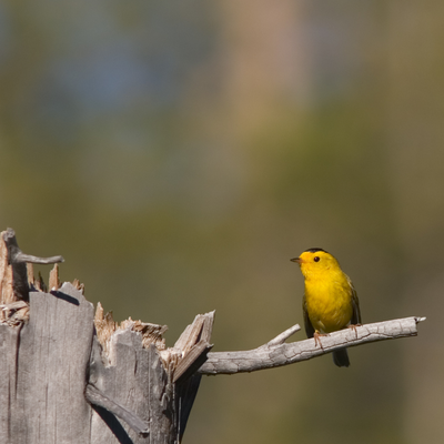 Wilson's Warbler Bracelet