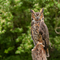 Great Horned Owl Bracelet